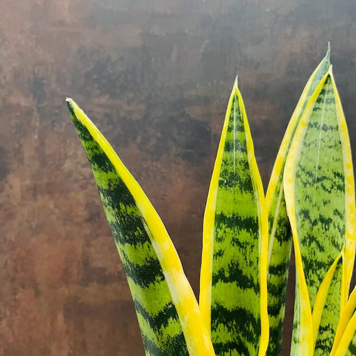 観葉植物 サンスベリア 4号鉢苗 小さい種類 ミニサイズ おしゃれな室内