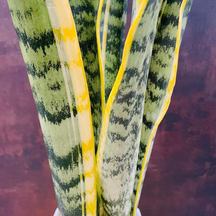 観葉植物 サンスベリア 4号鉢苗 小さい種類 ミニサイズ おしゃれな室内インテリア 風水 玄関 耐陰性 初心者におすすめ 空気清浄 |  | 09