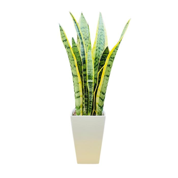 観葉植物 サンスベリア 5号鉢苗 小さい種類 ミニサイズ 観葉植物 サンスベリア 5号鉢苗 小さい種類 ミニサイズ