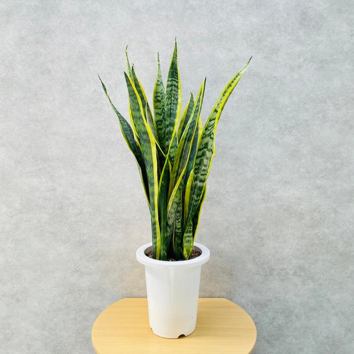 観葉植物 サンスベリア 6号鉢苗 大きい種類 おしゃれな室内インテ リア 風水 玄関 耐陰性 初心者におすすめ 空気清浄 日陰 |  | 04