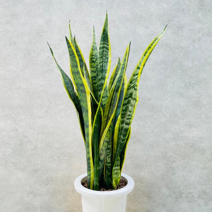 観葉植物 サンスベリア 6号鉢苗 大きい種類 おしゃれな室内インテ リア