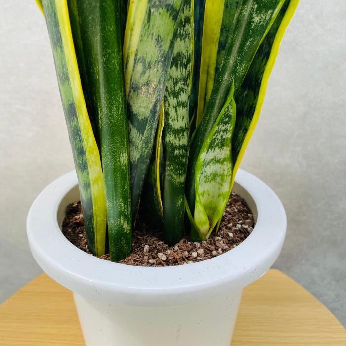 観葉植物 サンスベリア 6号鉢苗 大きい種類 おしゃれな室内インテ リア