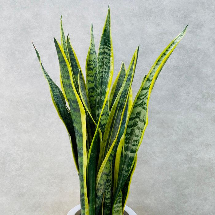 観葉植物 サンスベリア 6号鉢苗 大きい種類 おしゃれな室内インテ リア 風水 玄関 耐陰性 初心者におすすめ 空気清浄 日陰 |  | 07