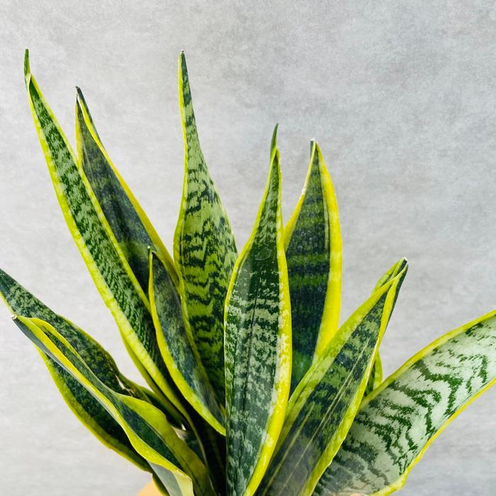 観葉植物 サンスベリア 6号鉢苗 大きい種類 おしゃれな室内インテ リア