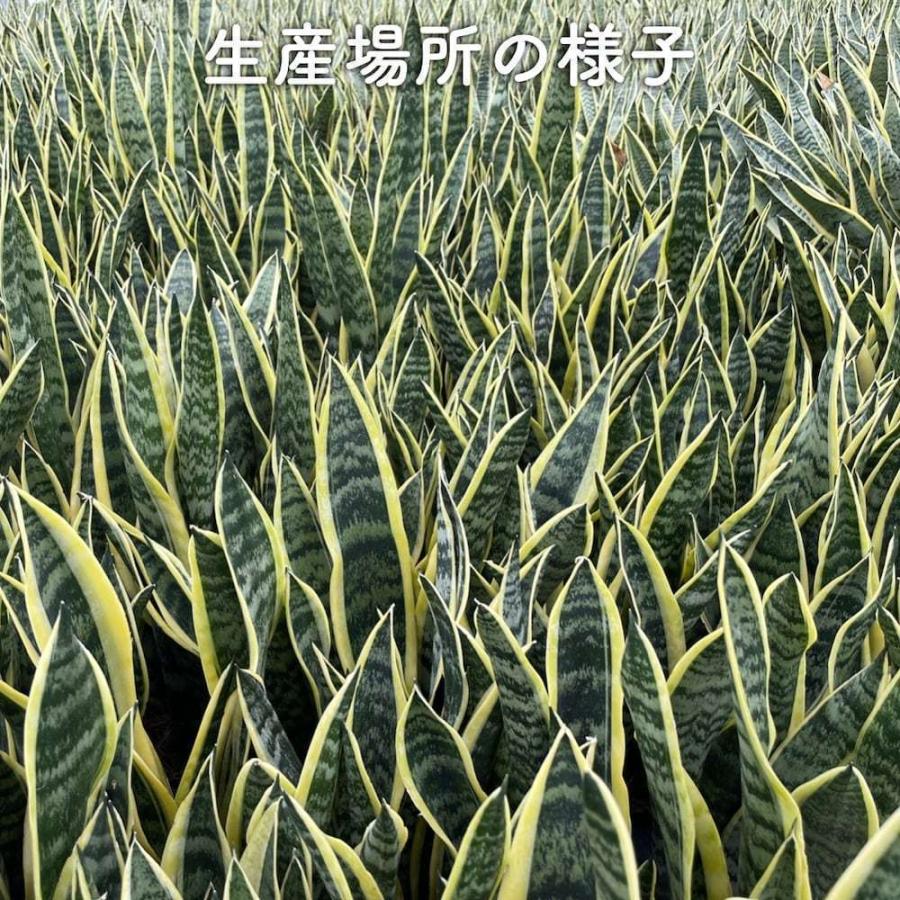 観葉植物 サンスベリア 7号鉢苗 大きい種類 おしゃれな室内インテ リア 風水 玄関 耐陰性 初心者におすすめ 空気清浄 大型 |  | 03