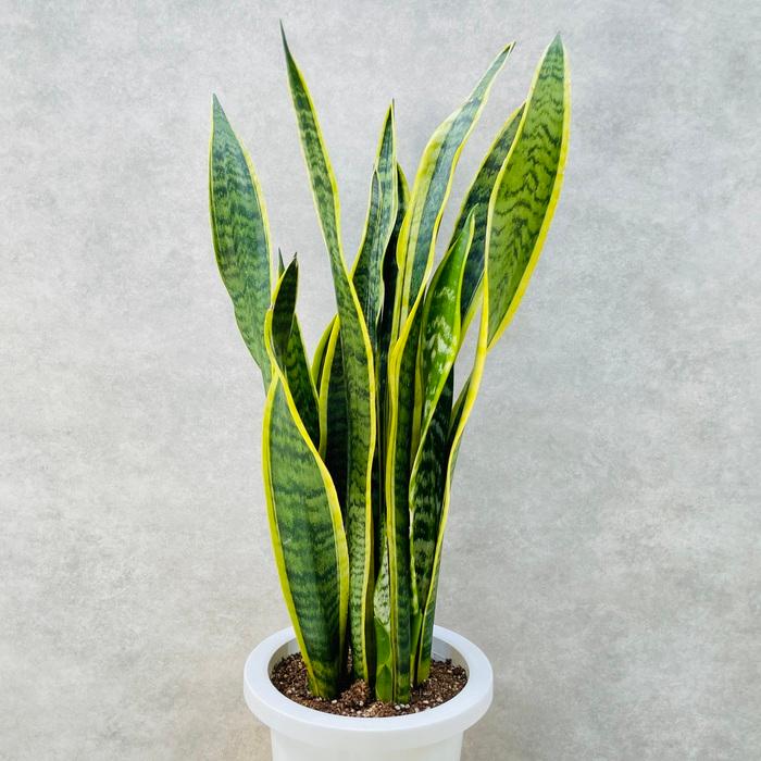 観葉植物 サンスベリア 7号鉢苗 大きい種類 おしゃれな室内インテ リア 風水 玄関 耐陰性 初心者におすすめ 空気清浄 大型 |  | 04