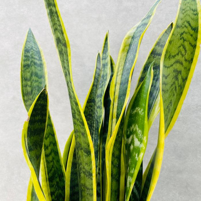 観葉植物 サンスベリア 7号鉢苗 大きい種類 おしゃれな室内インテ リア 風水 玄関 耐陰性 初心者におすすめ 空気清浄 大型 |  | 06