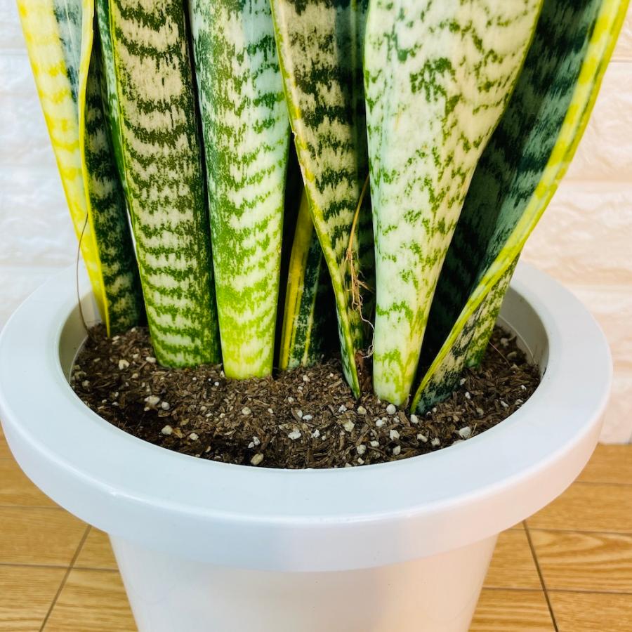 観葉植物 サンスベリア 7号鉢苗 おしゃれ インテリア お祝い 開店 新築 誕生日 結婚 引越し 敬老の日 プレゼントギフト Sansevieria 7 ミドリスークラピアと雑草対策ー 通販 Yahoo ショッピング