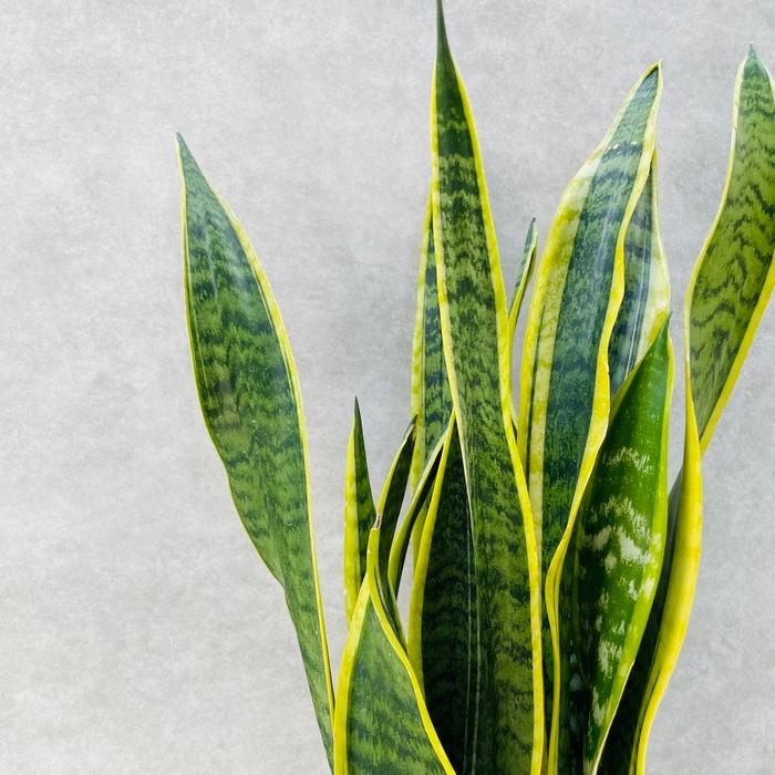 観葉植物 サンスベリア 7号鉢苗 大きい種類 おしゃれな室内インテ リア