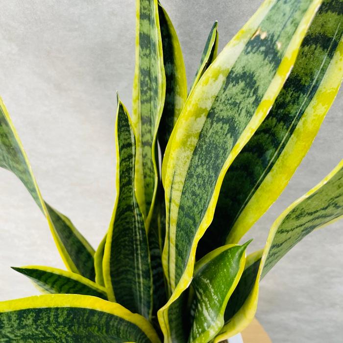 観葉植物 サンスベリア 7号鉢苗 大きい種類 おしゃれな室内インテ リア