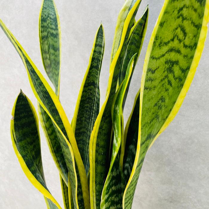 観葉植物 サンスベリア 7号鉢苗 大きい種類 おしゃれな室内インテ リア 風水 玄関 耐陰性 初心者におすすめ 空気清浄 大型 |  | 09