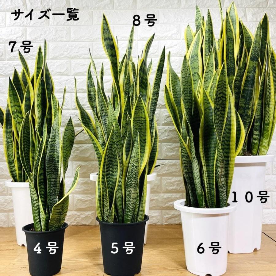 サンスペリア８号鉢 観葉植物の販売・ギフトならフラワーコーポレーション / 観葉植物