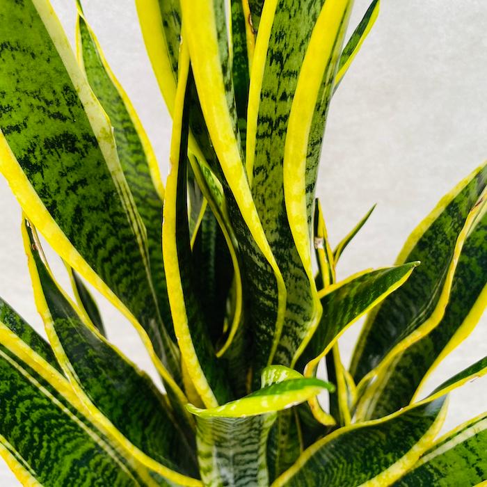 観葉植物 サンスベリア 8号鉢苗 大きい種類 おしゃれな室内インテ リア