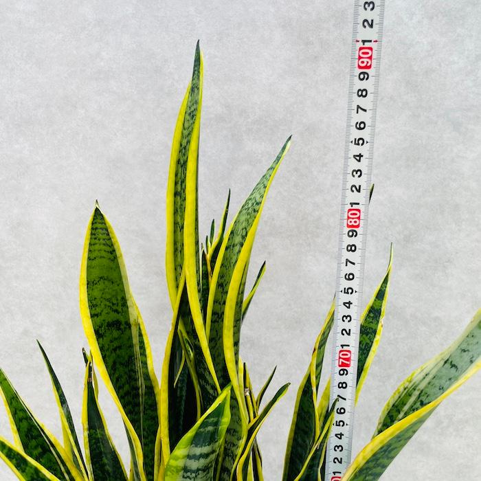 観葉植物 サンスベリア 8号鉢苗 大きい種類 おしゃれな室内インテ リア