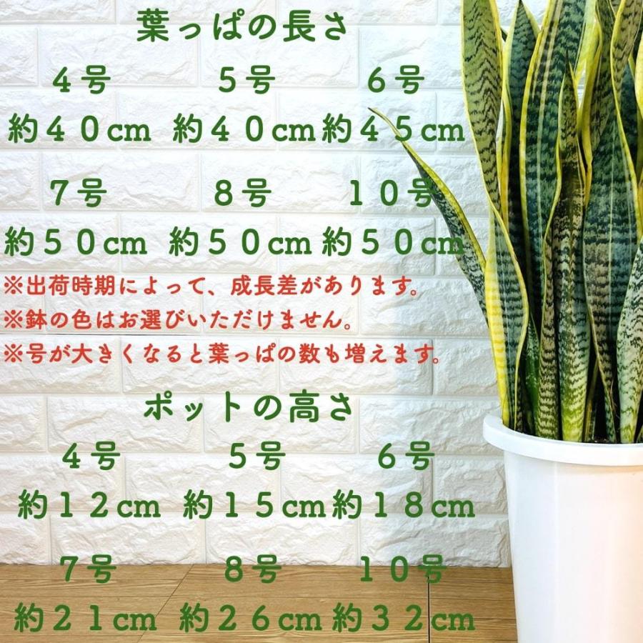 観葉植物 サンスベリア 8号鉢苗 大きい種類 おしゃれな室内インテ リア 風水 玄関 耐陰性 初心者におすすめ 空気清浄 大型 |  | 03
