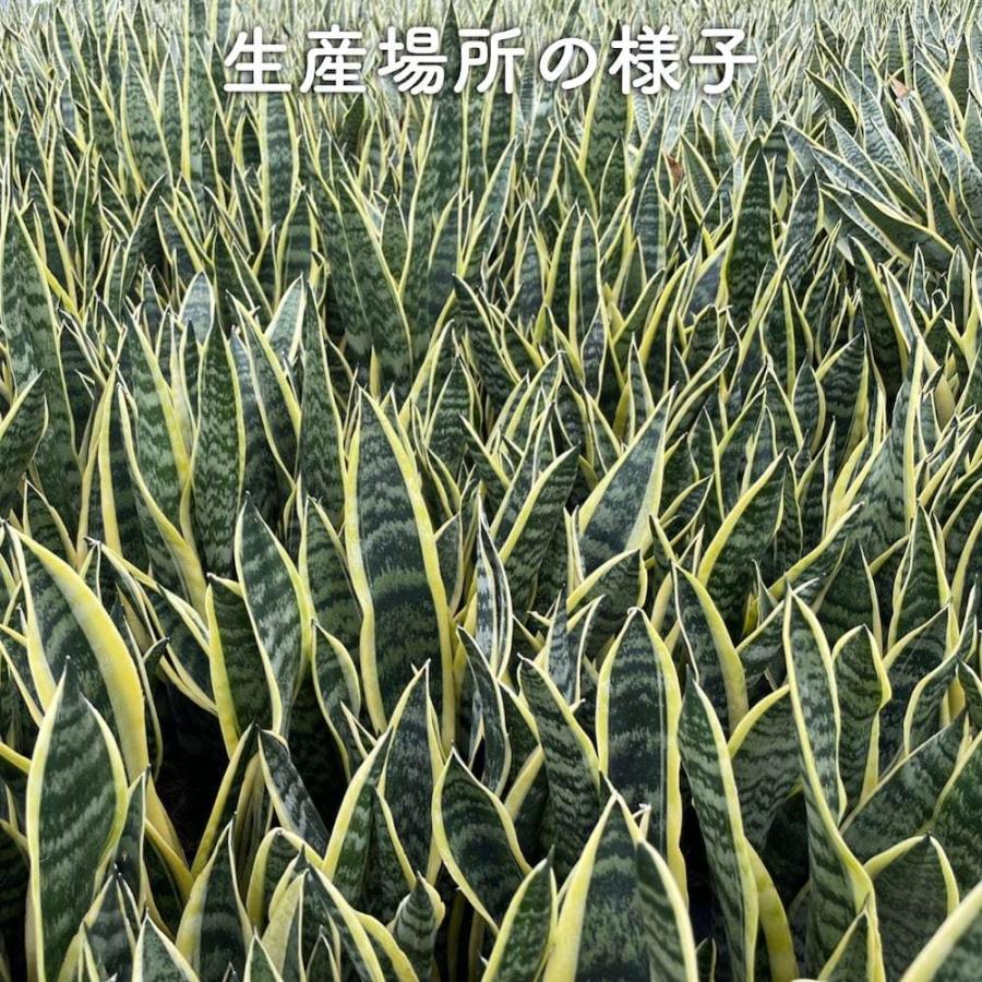 観葉植物 サンスベリア 8号鉢苗 大きい種類 おしゃれな室内インテ リア 風水 玄関 耐陰性 初心者におすすめ 空気清浄 大型 |  | 04