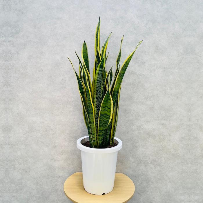 観葉植物 サンスベリア 8号鉢苗 大きい種類 おしゃれな室内インテ リア