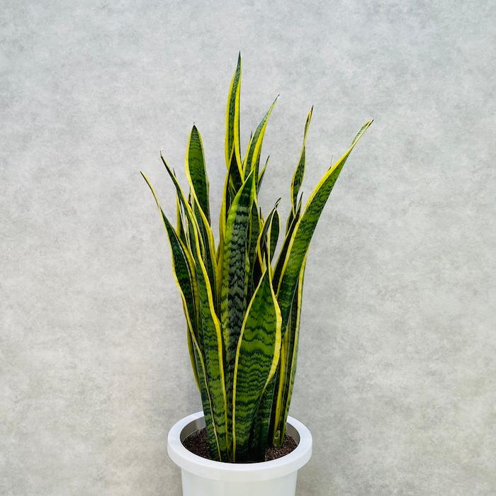 観葉植物 サンスベリア 8号鉢苗 大きい種類 おしゃれな室内インテ リア 風水 玄関 耐陰性 初心者におすすめ 空気清浄 大型 |  | 06