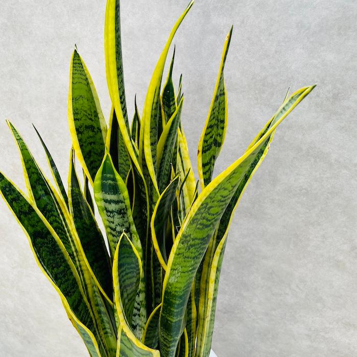 観葉植物 サンスベリア 8号鉢苗 大きい種類 おしゃれな室内インテ リア 風水 玄関 耐陰性 初心者におすすめ 空気清浄 大型 |  | 10