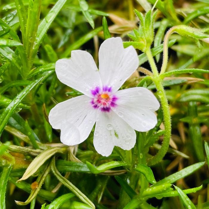 芝桜 苗 アメージンググレース 白の花 品種 9cmポット 40株 シバザクラ