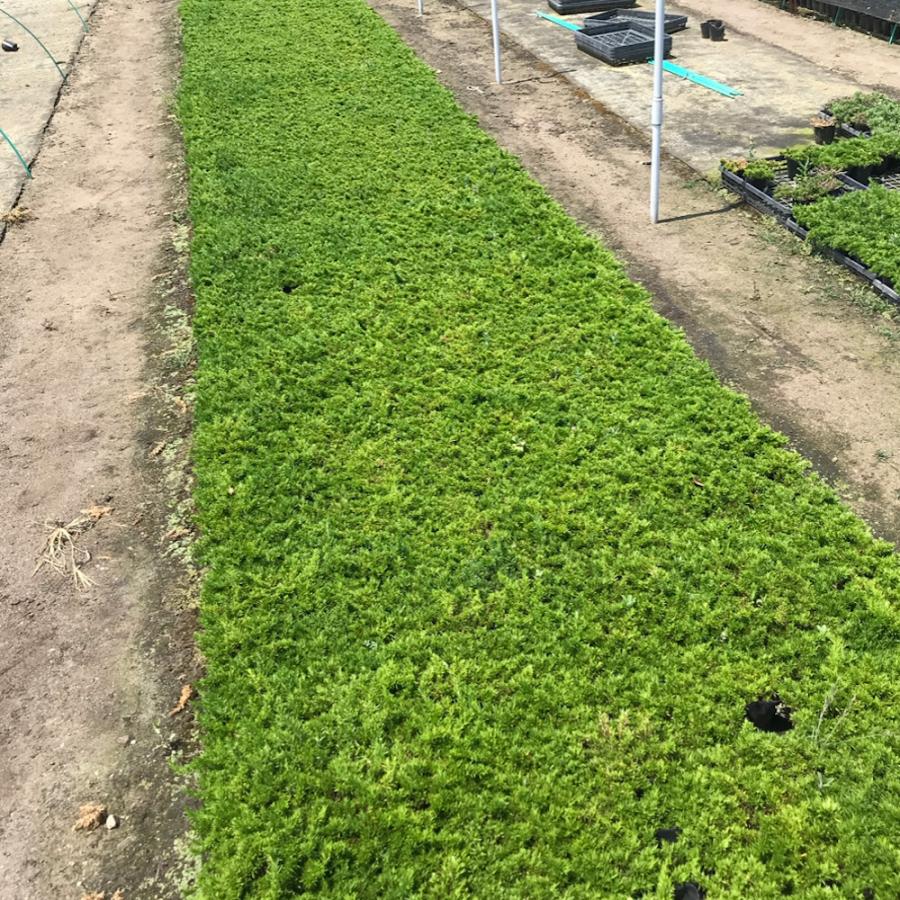 コールマン スクリーンシェード アーガイル ライムグリーン 170T14650J