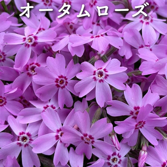 芝桜 苗 4種アソート 9cmポット苗 80株セット ミックス ダニエル