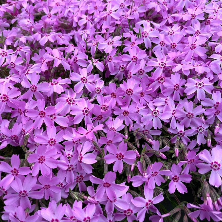 芝桜 苗 オータムローズ ピンクの花 品種 9cmポット 240株 シバザクラ