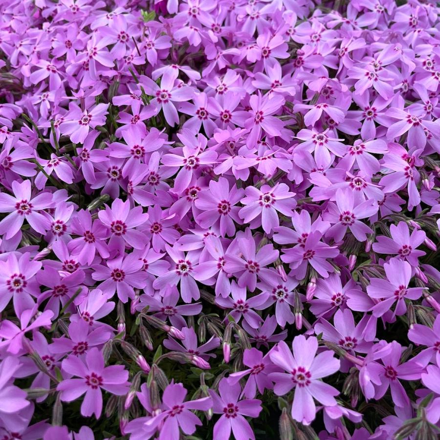 芝桜 苗 オータムローズ ピンクの花 品種 9cmポット 240株 シバザクラ