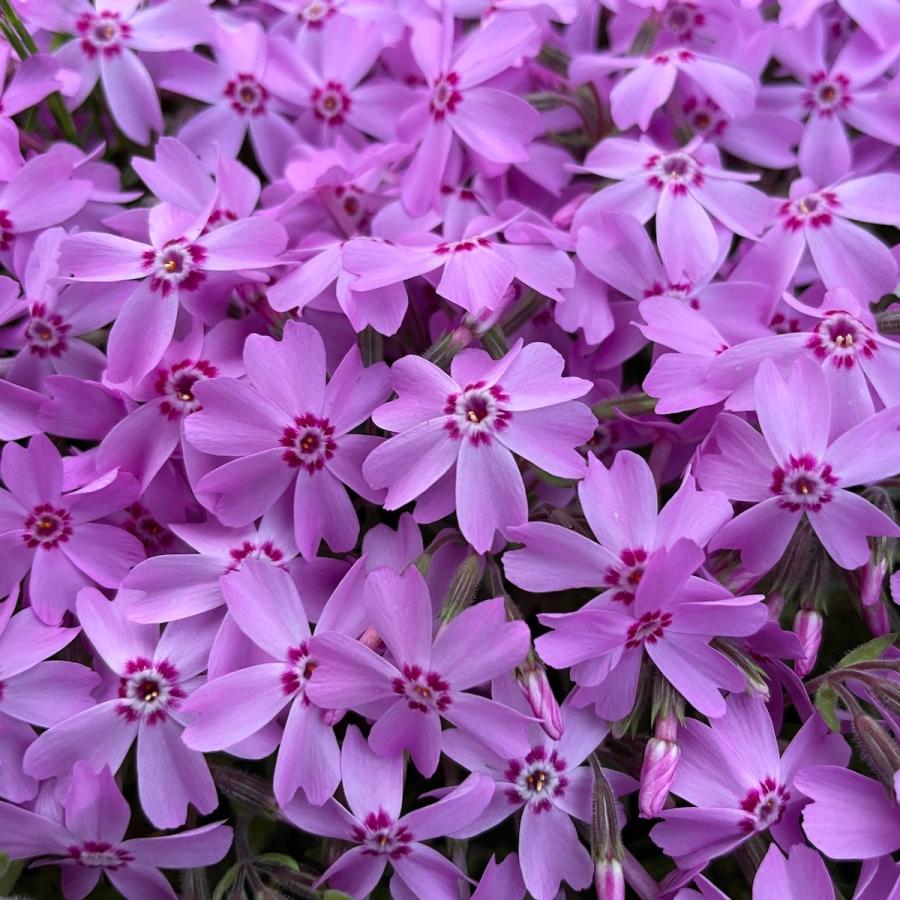 芝桜 苗 オータムローズ ピンクの花 品種 9cmポット 80株 シバザクラ