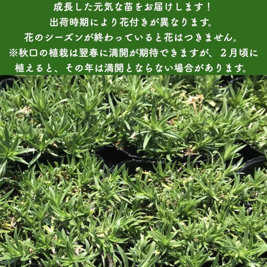 芝桜 苗 キャンディストライプ 多摩の流れ ピンク縞品種 9cmポット 160