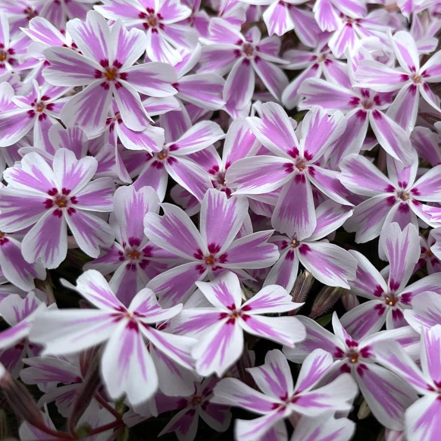 サクラ さくら sakura adidas ZX 8000