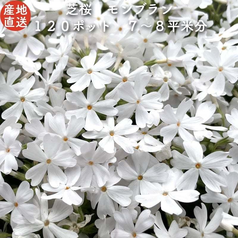 数量は多 レビュー特典あり 高品質 芝桜 モンブランホワイト 白色種 ９cmポット苗 １２０株 シバザクラ グランドカバー 送料無料 Sb M1 ミドリスークラピアと雑草対策ー 通販 Yahoo ショッピング 偉大な Www Iccostierovico Edu It