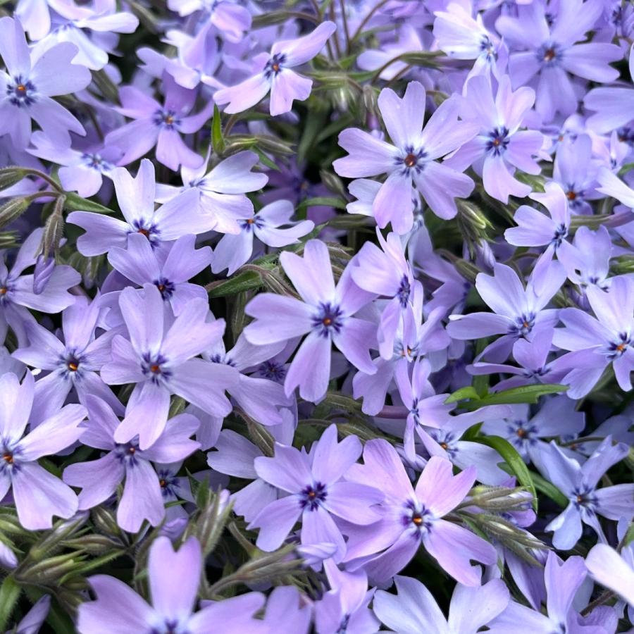 レビュー特典あり 高品質 芝桜 オーキントンブルーアイ 青色種 ９cmポット苗 ２４０株 シバザクラ グランドカバー 送料無料 Sb Ohkin 240 ミドリスークラピアと雑草対策ー 通販 Yahoo ショッピング