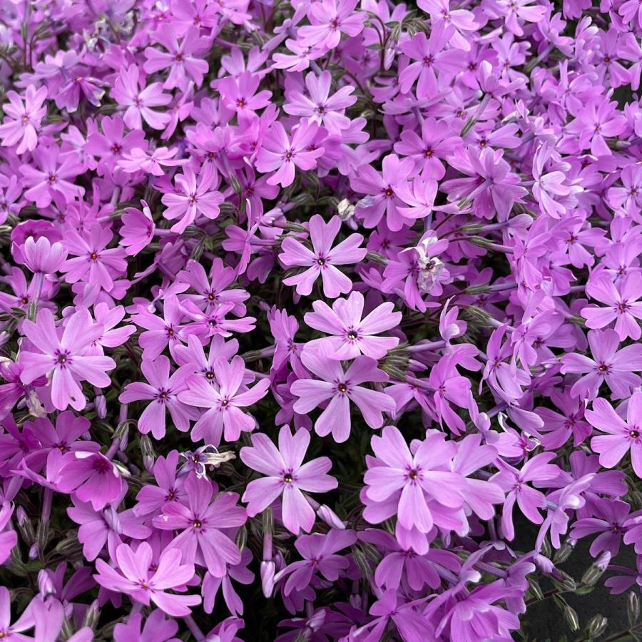 芝桜 苗 スプラータ ピンクの花 品種 種類 9cmポット 240株 シバザクラ