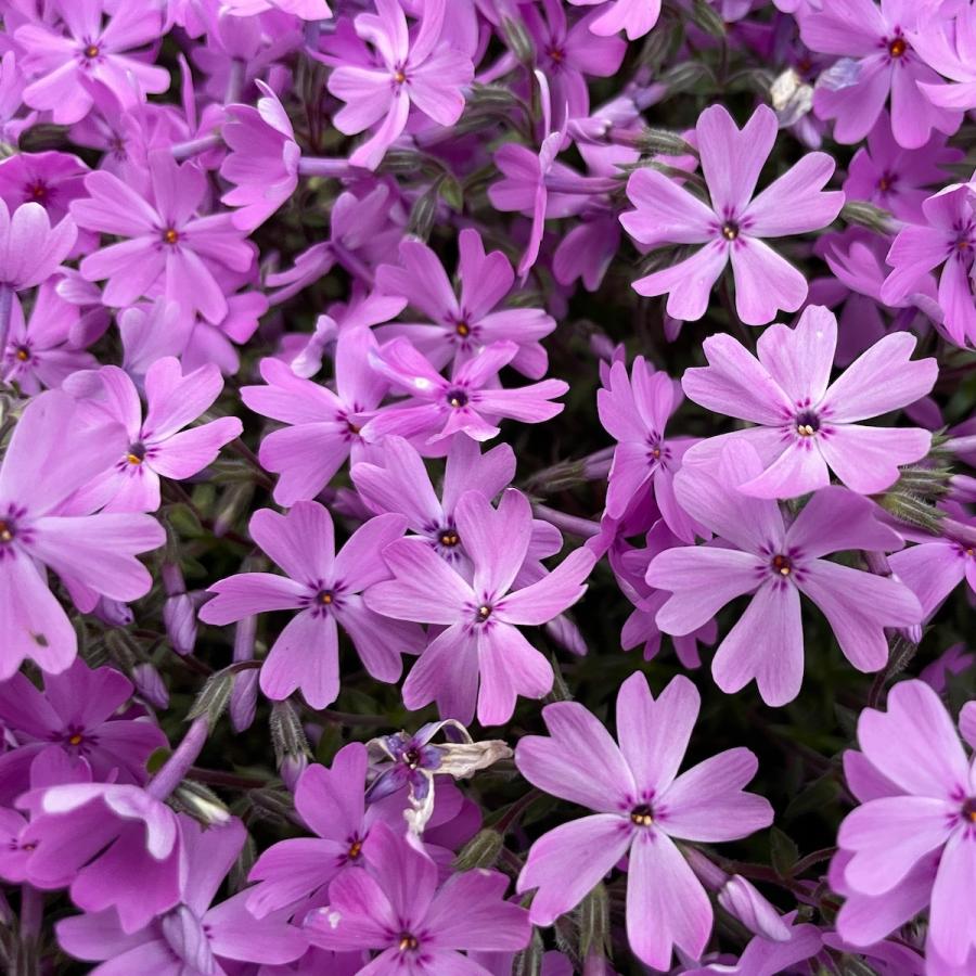 芝桜 苗 スプラータ ピンクの花 品種 種類 9cmポット 80株 シバザクラ