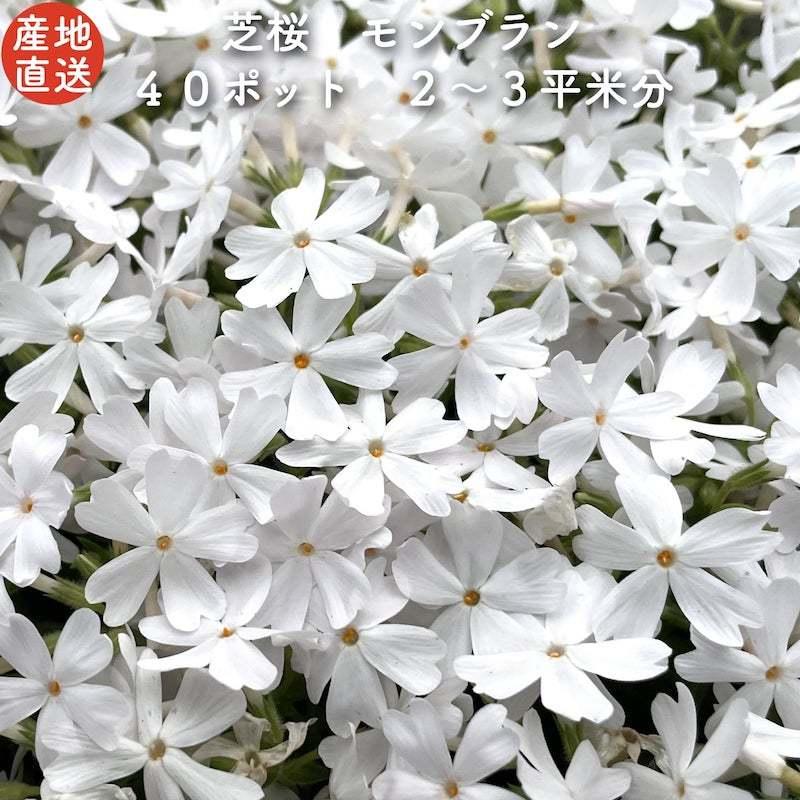 芝桜 苗 モンブランホワイト 白の花品種 種類 9cmポット 40株 芝桜 苗 モンブランホワイト 白の花品種 種類 9cmポット 40株