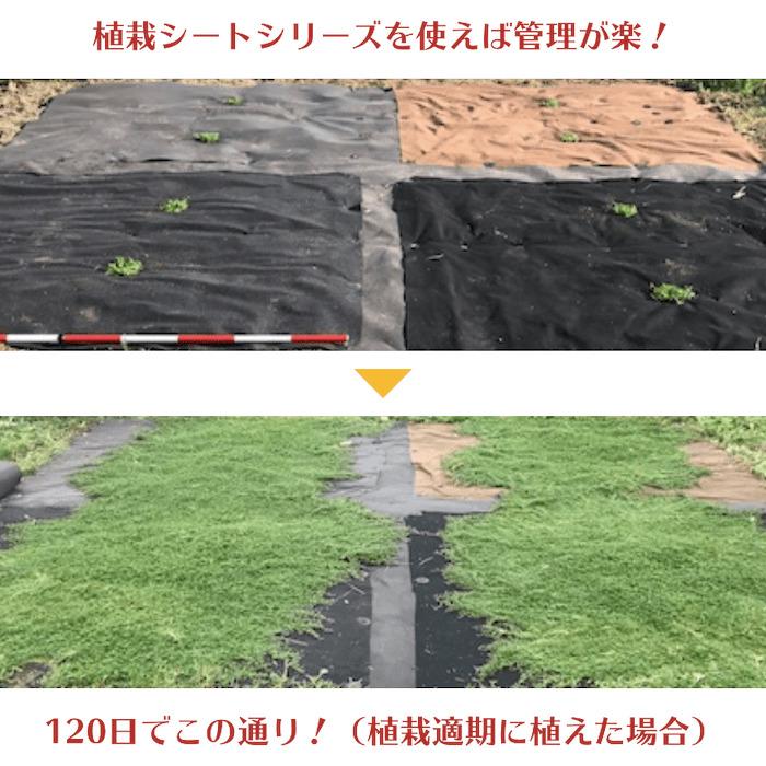 25平米分セット 二層構造防草シート クラピア 植栽用 （25m2） 1m幅 25m巻 + 　J字型ピン （150本）  二重構造の高耐久性10年 |  | 02