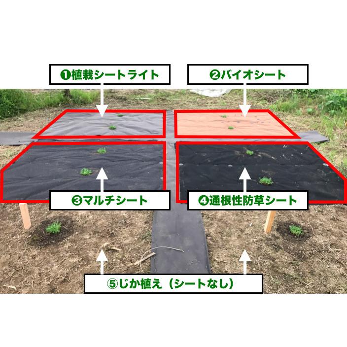 25平米分セット 二層構造防草シート クラピア 植栽用 （25m2） 1m幅