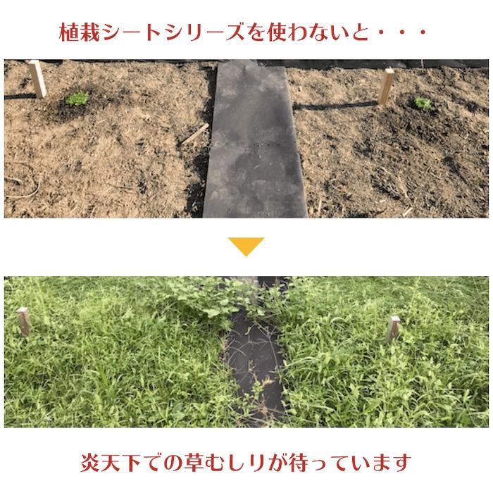 50平米分セット 二層構造防草シート クラピア 植栽用 （50m2） 2m幅 25m巻 + J字型ピン （300本） 二重構造の高耐久性10年 |  | 03