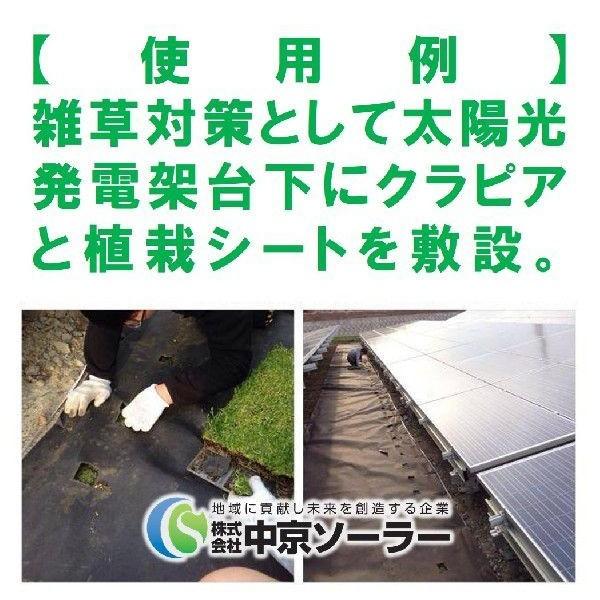 植栽シートライト 通根タイプ クラピア専用 植栽時におすすめ 1m×100ｍ 送料無料 |  | 02