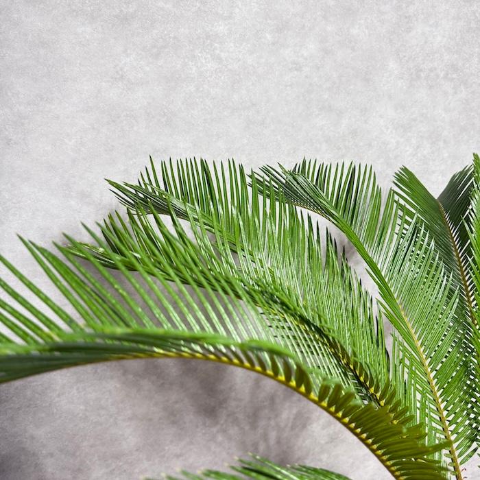 ソテツ　10 ソテツ 10号 | 観葉植物 | インテリアやギフトに - Hitohana