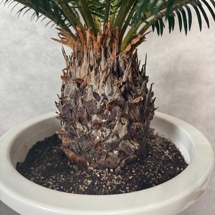 現品 観葉植物 ソテツ 蘇鉄 10号鉢苗 大型種類 庭木 風水 地植え