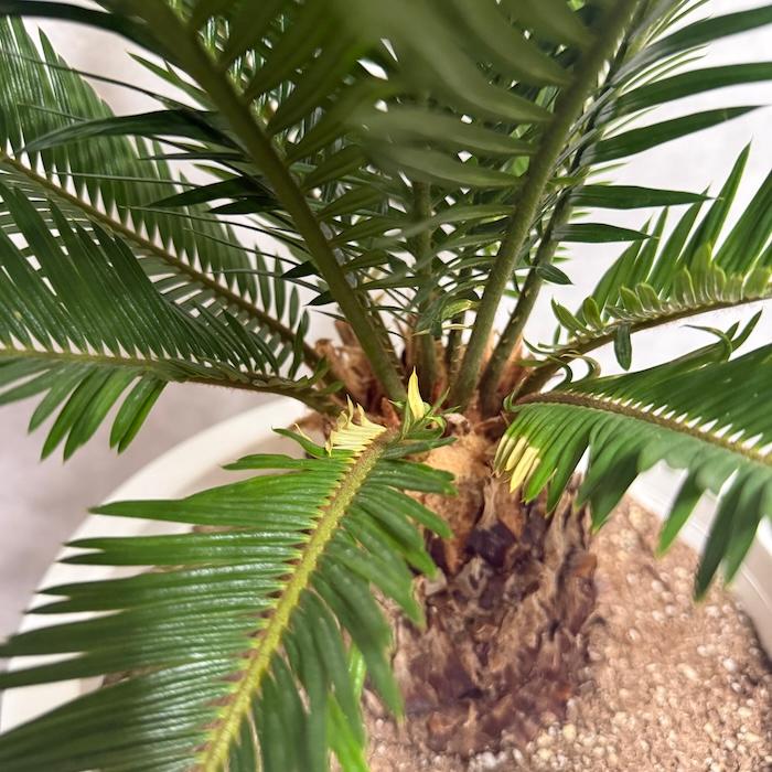 現品 観葉植物 ソテツ 蘇鉄 10号鉢苗 大型種類 庭木 風水 地植え 