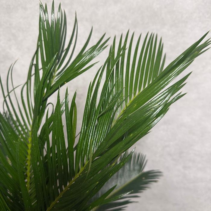 最終価格！おすすめ！ソテツ　蘇鉄　10号鉢 美形 現品 観葉植物 ソテツ 蘇鉄 10号鉢苗 大型種類 庭木 風水 地植え