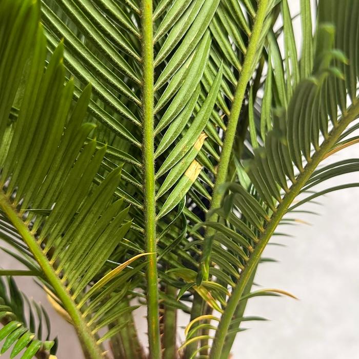 現品 観葉植物 ソテツ 蘇鉄 10号鉢苗 大型種類 庭木 風水 地植え