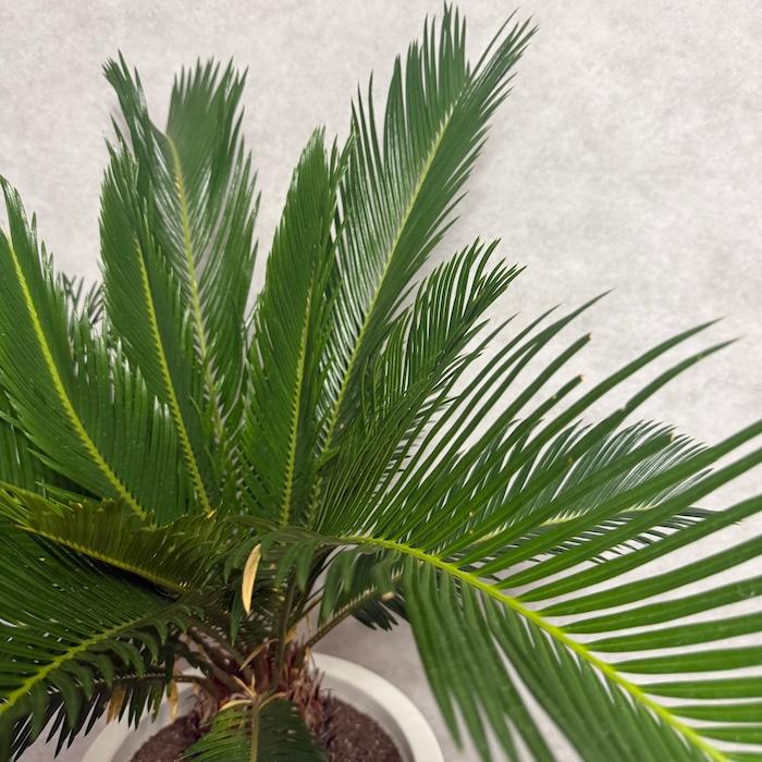 現品 観葉植物 ソテツ 蘇鉄 10号鉢苗 大型種類 庭木 風水 地植え