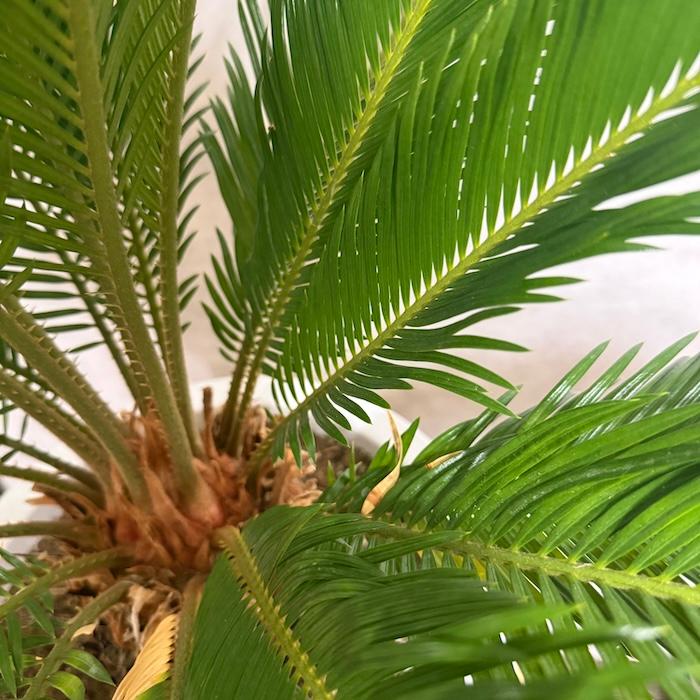 現品 観葉植物 ソテツ 蘇鉄 10号鉢苗 大型種類 庭木 風水 地植え