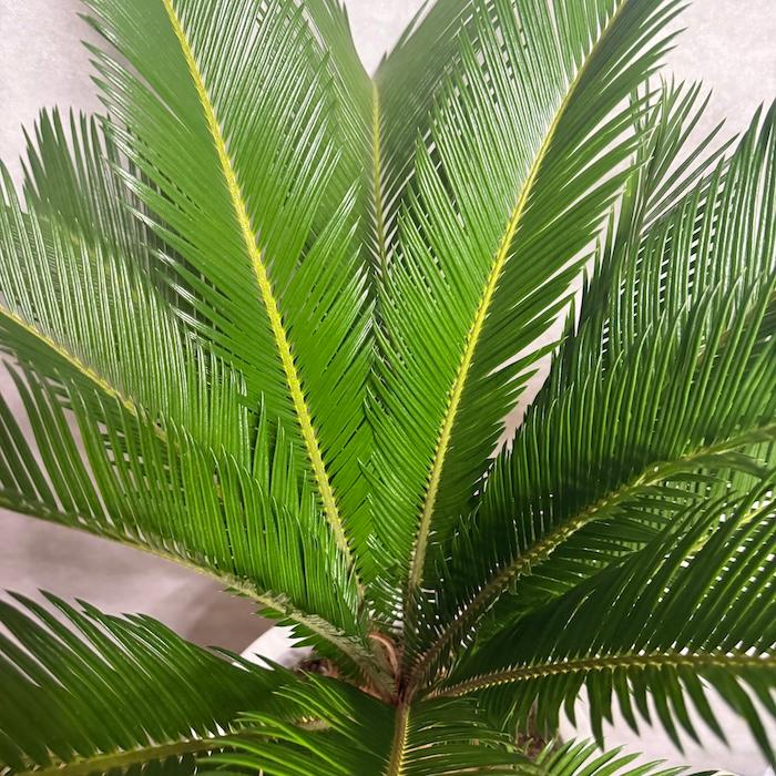 現品 観葉植物 ソテツ 蘇鉄 10号鉢苗 大型種類 庭木 風水 地植え