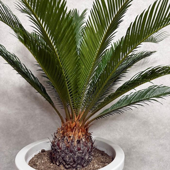 現品 観葉植物 ソテツ 蘇鉄 10号鉢苗 大型種類 庭木 風水 地植え