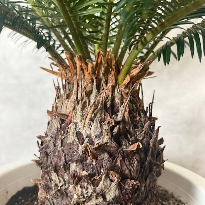 現品 観葉植物 ソテツ 蘇鉄 10号鉢苗 大型種類 庭木 風水 地植え